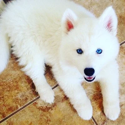 Sibiřský husky